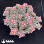 Crassula conjuncta Variegated - Image 2