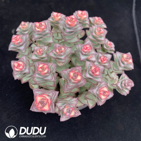 Crassula conjuncta Variegated - Image 2