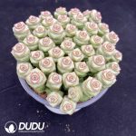 Crassula marnieriana - Image 2