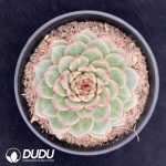 Echeveria amethystinum