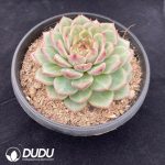 Echeveria amethystinum - Image 2