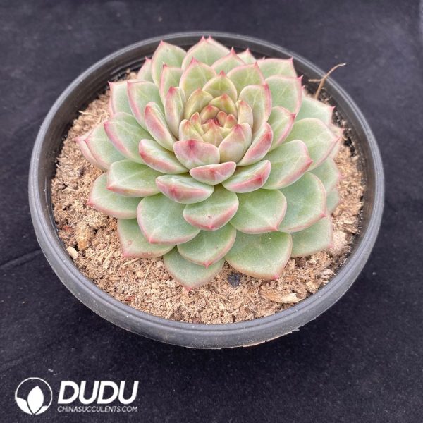 Echeveria amethystinum - Image 2