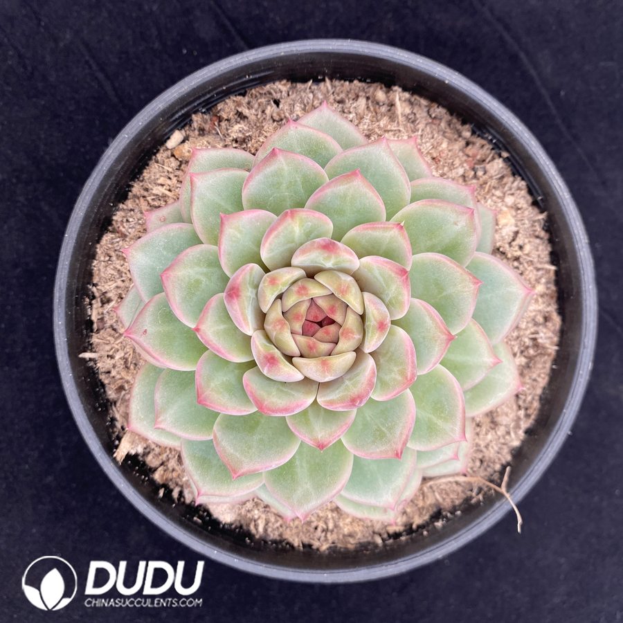 10694D160.jpg Echeveria amethystinum - Image 1
