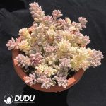 Graptopetalum mirinae Variegated - Image 2