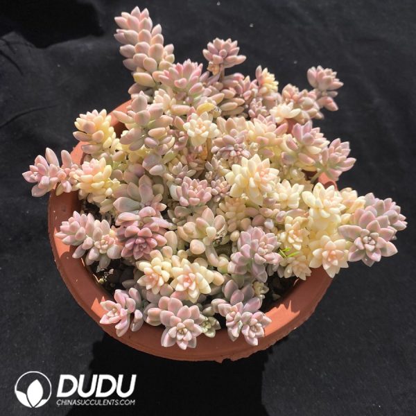 Graptopetalum mirinae Variegated - Image 2