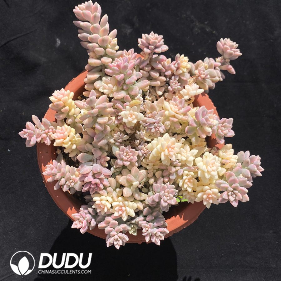 10695D180.jpg Graptopetalum mirinae Variegated - Image 1