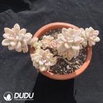 Graptopetalum Ellen Variegated - Image 2