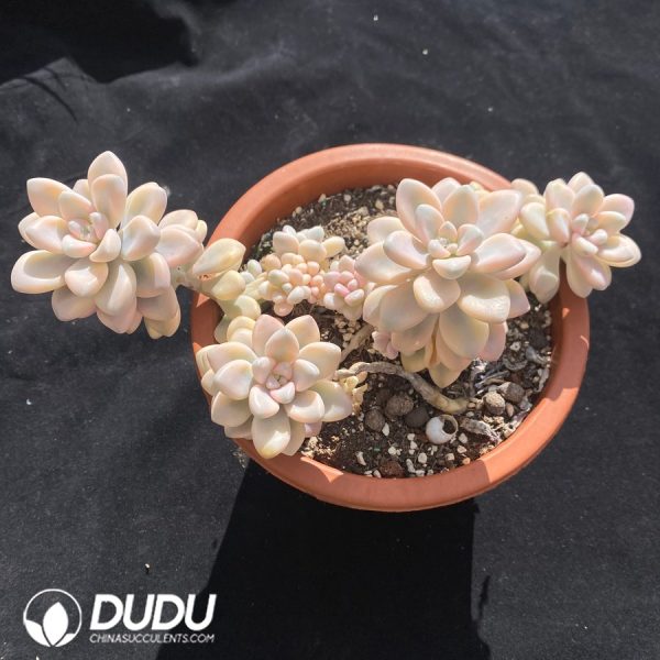Graptopetalum Ellen Variegated - Image 2