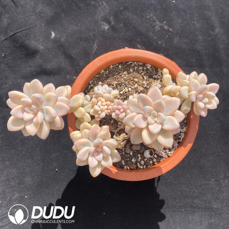 10696D180.jpg Graptopetalum Ellen Variegated - Image 1
