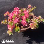 Portulaca Hana Misteria Variegated - Image 2