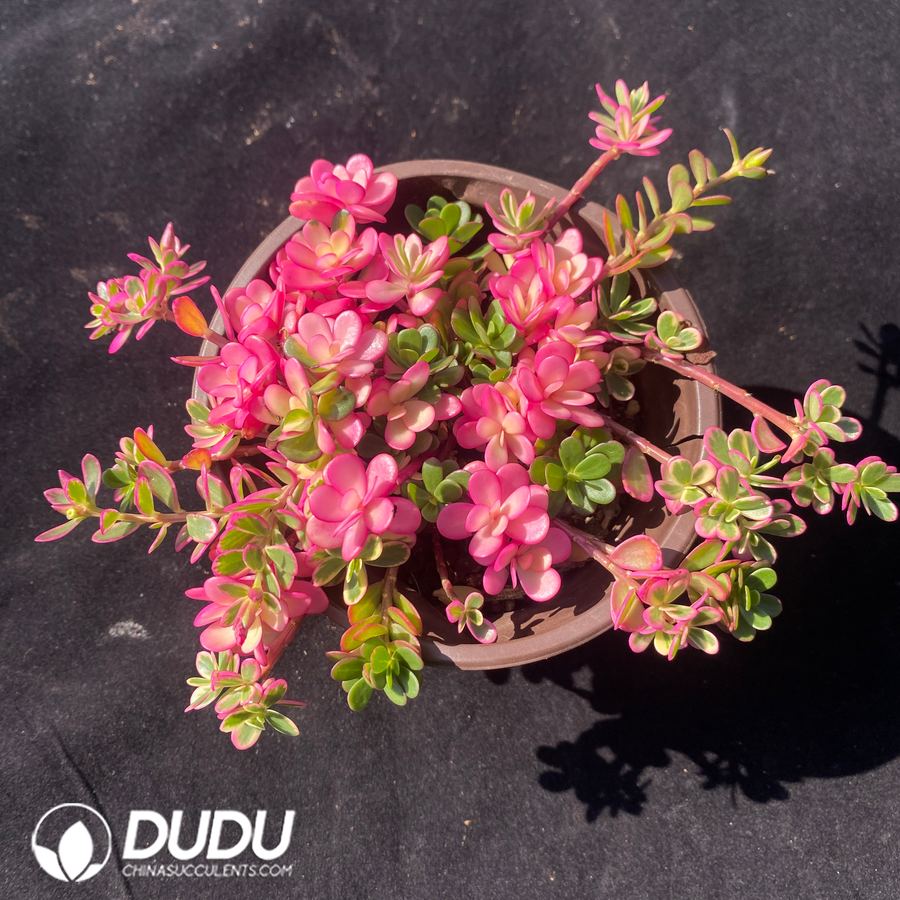 10697D120.jpg Portulaca Hana Misteria Variegated - Image 1