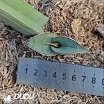 Sansevieria ehrenbergii Banana