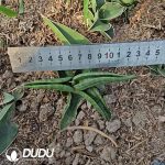 Sansevieria Blue Crab - Image 2