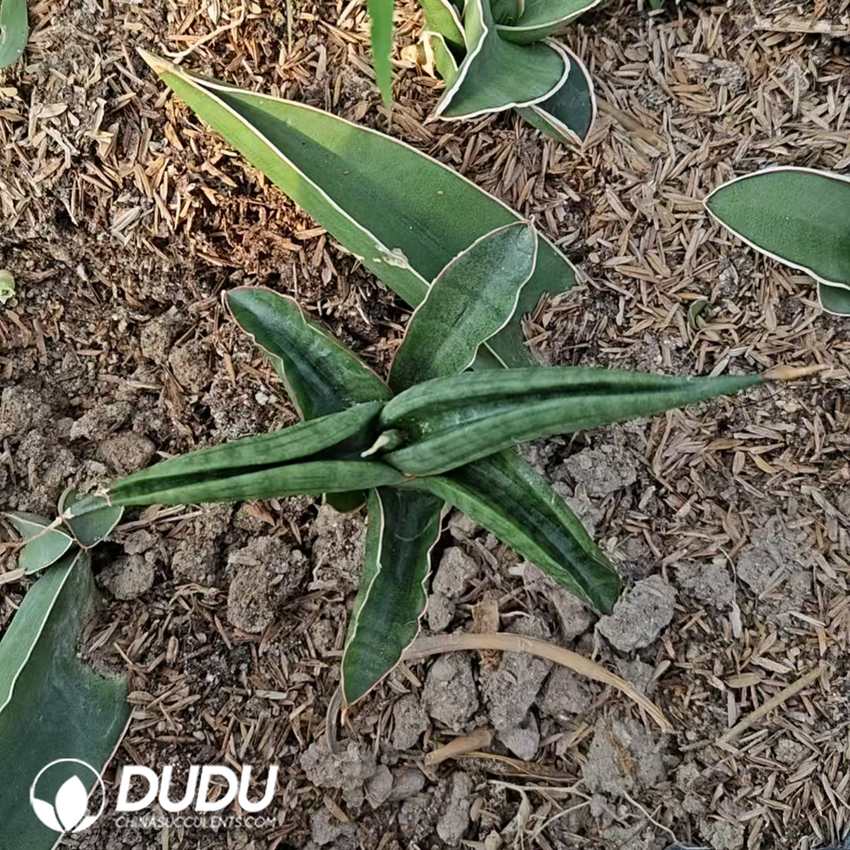 10703D140.jpg Sansevieria Blue Crab - Image 1