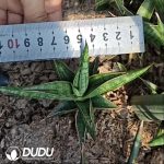 Sansevieria Qifeng