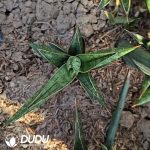 Sansevieria Qifeng - Image 2