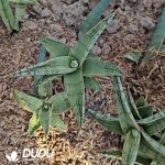 Sansevieria 1970 - Image 2