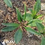 Sansevieria concinna - Image 2