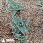 Sansevieria pinguicula - Image 2