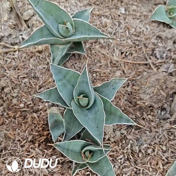 Sansevieria pinguicula - Image 2
