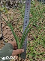 Sansevieria Parva - Image 2