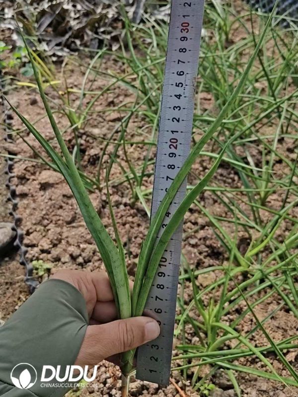 Sansevieria Parva - Image 2