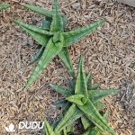 Sansevieria ballyi - Image 2