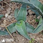 Sansevieria DGC - Image 2