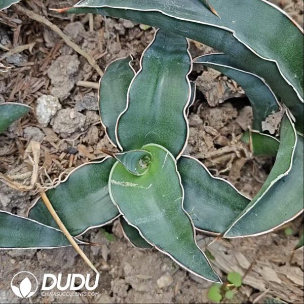 Sansevieria DGC - Image 2