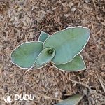Sansevieria Samurai - Image 2
