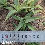 Sansevieria White Pond Lily
