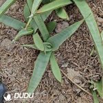 Sansevieria White Pond Lily - Image 2