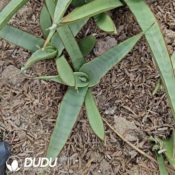 Sansevieria White Pond Lily - Image 2
