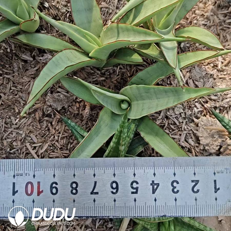 10713D100.jpg Sansevieria White Pond Lily - Image 1