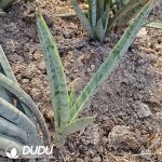 Sanseveria Zebra - Image 2