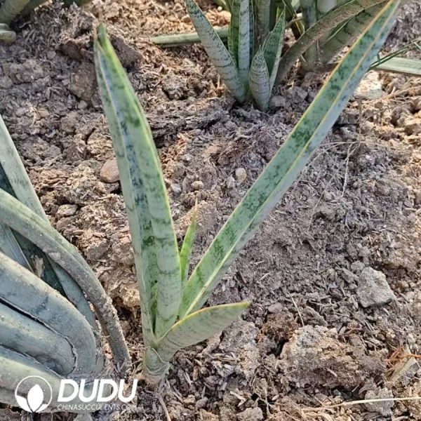 Sanseveria Zebra - Image 2