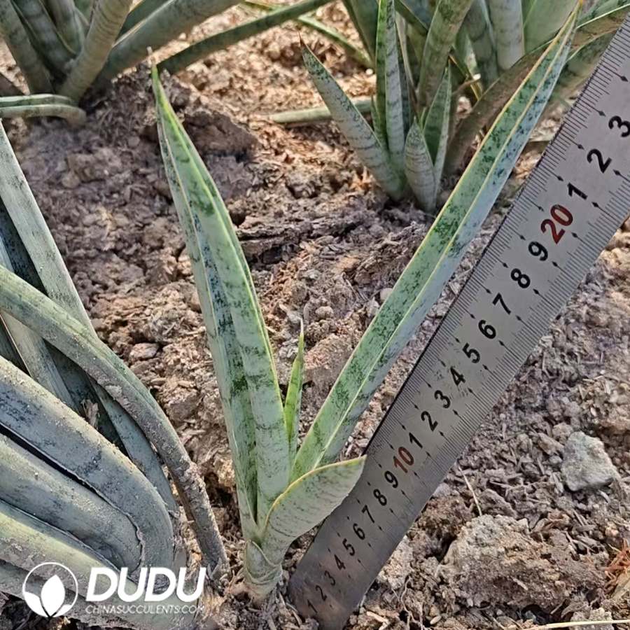10714D240.jpg Sanseveria Zebra - Image 1