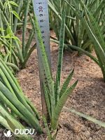 Madagascar Snake Plant