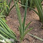 Madagascar Snake Plant - Image 2