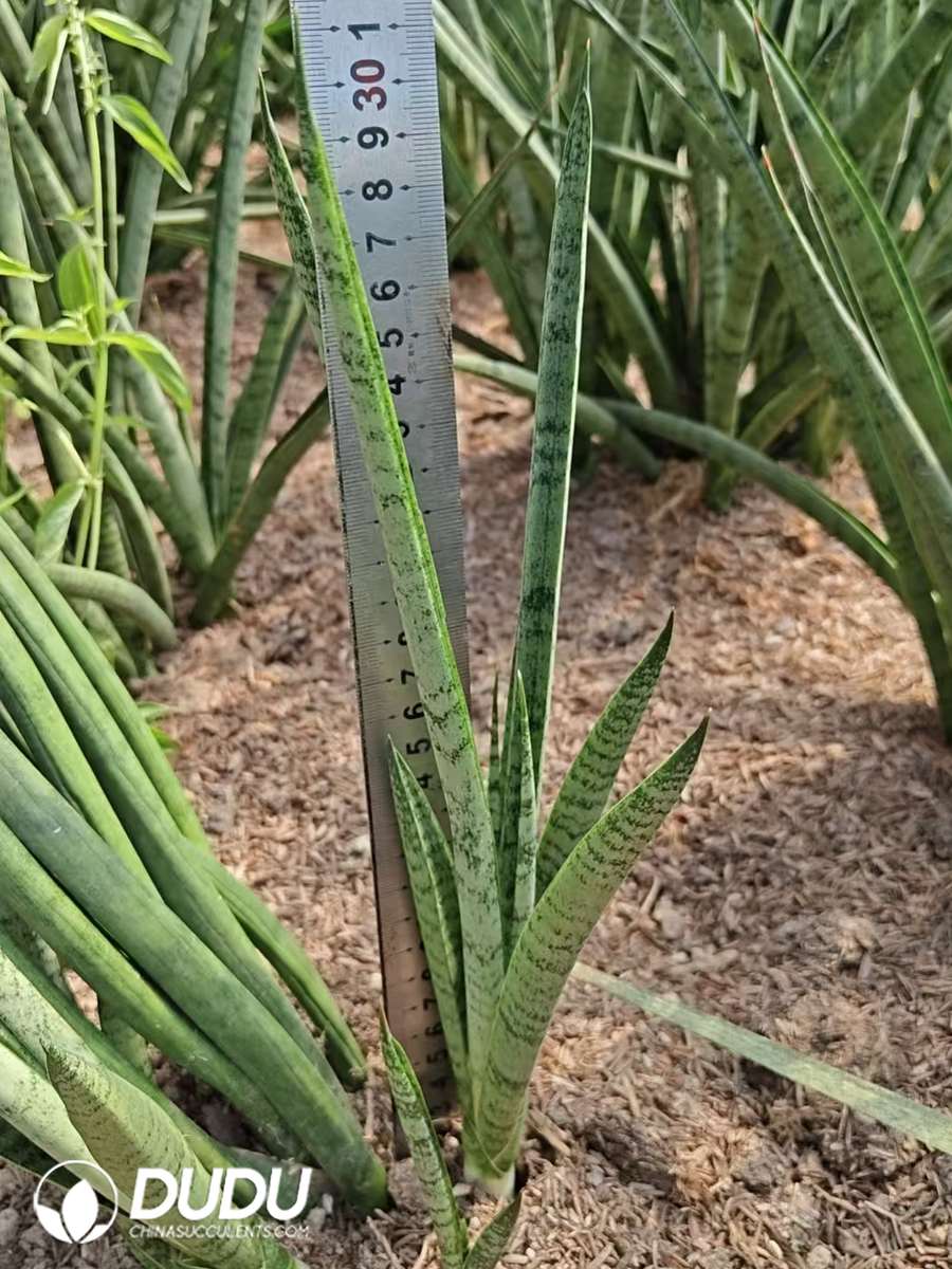 10715D300.jpg Madagascar Snake Plant - Image 1