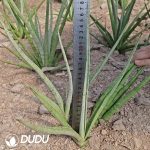 Sansevieria 'White Ivory'