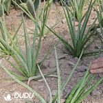 Sansevieria 'White Ivory' - Image 2