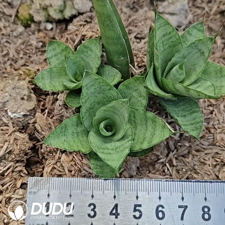 10717D60.jpg Sansevieria 'Pagoda' - Image 1