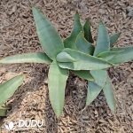 Sansevieria 'Bybit' - Image 2