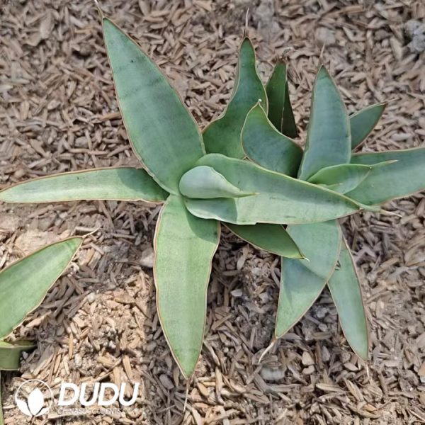 Sansevieria 'Bybit' - Image 2