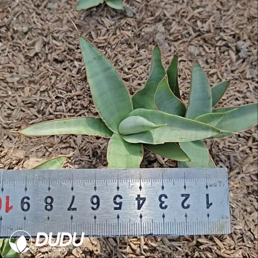 10718D80.jpg Sansevieria 'Bybit' - Image 1