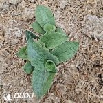 Sansevieria 'Hobbit' - Image 2