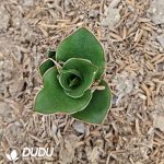 Sansevieria trifasciata 'Jade Pagoda' - Image 2