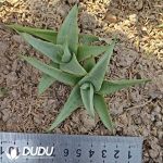 Sansevieria 'Chanin'
