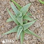 Sansevieria 'Chanin' - Image 2